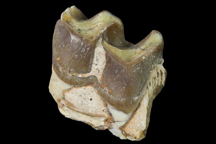 Fossil Running Rhino (Hyracodon) Molar - South Dakota #160929